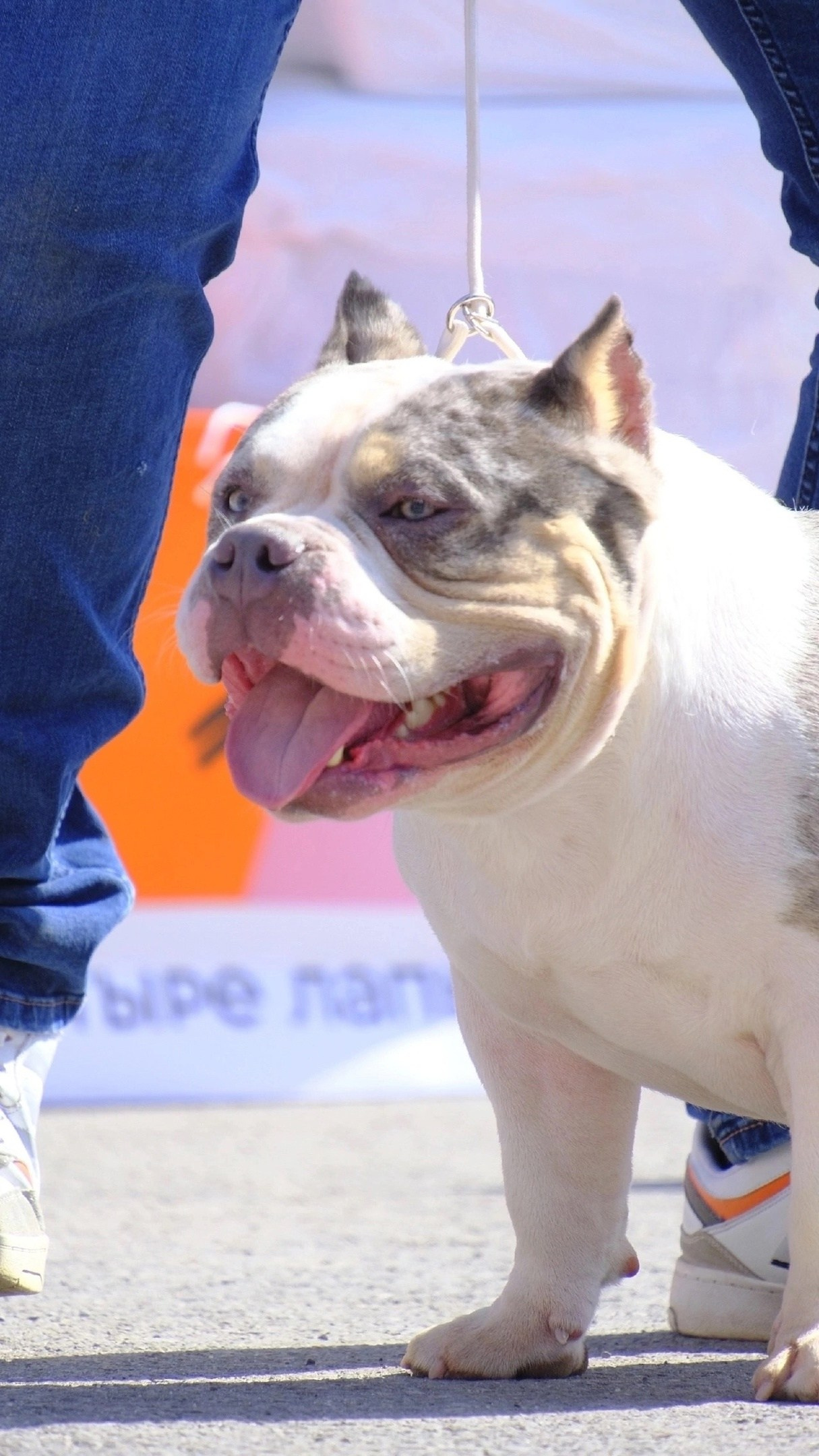 американский булли Юг, американский булли южный округ, лучшие американские булли на юге россии, топовые булли в россии, топовые американские булли в россии, ТОП булли, Топ американский булли, самые крутые американские булли, булли клаccик, булли покет, булли стандарт, булли экзот, булли xl, амeриканский булли, щенок булли, американский булли питомник, американский булли купить, американский булли щенок, американский булли москва, американский булли ростов-на-дону, американский булли краснодар, американский булли ставрополь, американский булли волгоград, американский булли семфирополь, американский булли ставрополь, американский булли сочи, американский булли воронеж, американский булли питер, американский булли санкт-петербург, американский булли Казань, американский булли Новосибирск, американский булли Челябинск, американский булли Ростов, американский булли Луганск, американский булли Донецк, американский булли покет, американский булли классик.американский булли ,американский булли щенки , американский булли купить ,американский булли фото , американский булли покет , собака американский булли , порода американский булли , американский булли цена , купить щенка американского булли ,американский булли характеристика , порода собак американский булли, питомник американских булли , американский булли отзывы, американский булли стандарт , американский булли отзывы владельцев, американский булли xl , россия американские булли , американские булли москва , американский булли вес , американский булли цена щенка, американский булли породы собак сша , американский булли размеры , американский булли классик , американский булли классика , американский булли характеристика породы , авито американский булли , сколько стоит американский булли , окрасы американских булли , американский булли виды , американский булли типы , американский булли цена в россии , американский булли экзот , американский булли микро , американский булли мини , собака американский булли фото , американский булли спб , американский булли характер , минусы американского булли , купить американского булли в москве , американские булли сколько щенков , плюсы американского булли , американский булли плюсы и минусы , взрослый американский булли , американский булли фото цена , американский булли фото щенков , американский булли крым , сколько живут американские булли , американский булли описание , американский булли купить авито , американский булли ростов , собачий питомник , питомник для собак , собаки , порода , щенки, щенок для детей, щенок для ребенка, щенок для семьи, собака для ребенка, питомник BULLY LOVERS, питомник THE POWER OF SIBERIA, питомник Ultimate Bully, питомник FORTIS FORTUNA VALIDI, питомник EXTREME BEAR, питомник American Dream, Питомник RUSSIAN BULLS, питомник ТАРУС & BULLY LAND, питомник Bully Ranch P&N, Питомник ANTREABULLS, питомник Ambully House, питомник Mar Nero, питомник Alfabulls, #micro #microbully #ambully #ambullys #ambullylife #ambullyforlife #ambullyworld #ambullylove #ambullylover #ambullylovers #ambullyloversfans #americanbullybreed #americanbullykennelclub #американскийбуллипитомник #bullies #bulliesallday #bulliesofig #bulliesofinsta #bulliesofinstagram #instabullies #bullieslife #bullymag #americanbully_feature #americanbullydog #tribullies #americanbullyblue #americanbullytricolor #bullystick #americanbullyStud, американский булли,американский булли щенки,американский булли купить,американский булли покет,американский булли фото,собака американский булли,порода американский булли,американский булли цена,американский булли купить щенка,американский булли характеристика,порода собак американский булли,американский булли отзывы,питомник американских булли,американский булли стандарт,американский булли отзывы владельцев,россия американские булли,американский булли виды,американский булли цена щенка,сколько стоит американский булли,американский булли цена в россии,американские булли москва,американский булли xl,американский булли размеры,типы американских булли,американский булли мини,американский булли вес,авито американский булли,американский булли породы собак сша,американский булли микро,американский булли характеристика породы,американский булли экзот,американский булли классик,американский булли классика,собака американский булли фото,американский булли характер,минусы американского булли,американские булли спб,американский булли окрасы,американский булли купить в москве,американские булли сколько щенков,плюсы американского булли,американский булли видео,американский булли плюсы и минусы,американский булли щенок фото,взрослый американский булли,американский булли девочка,американский булли описание,сколько живут американские булли,американский булли покет купить,американский булли крым,american bully,american bully ru,american bully ru shchenki,https american bully ru,https american bully ru shchenki,american bully xl,american bully питомник,american bully dog,american bully kennel,american dream bully,american bully pocket,american bully kennel club,all american bully фильм смотреть,american bully xxl,reddit american bully,american bully ru shchenki html,american bully wise,celina innovations crochet american bully part,https american bully ru shchenki html,american bully classic,питомник американских булли,питомник собак американский булли,питомник американских булли в крыму,питомник собак в крыму американские булли,питомник в крыму американский булли последние,питомник американских булли в москве,американские булли купить питомник,питомник американских булли в россии,питомник американских булли покеткупить щенка американский булли питомник,американские булли цена питомники,питомник американских булли в спб,питомник американских булли яна,купить американского булли в москве питомник,питомник американских булли в москве и московской,официальные питомники американских булли,крым питомник американских булли яна,булли американский купить питомник цена,москва и область питомники американских булли,питомник американских булли яна и гоша,американские булли подмосковья питомник,американский булли стандарт питомник,питомник американских булли екатеринбург,питомник американских булли ростов,лучшие питомники американских булли,питомник собак крым американский булли яна,яна питомник собак американский булли,американский булли купить в спб питомник,американский булли питомник львиное сердце уфа,американский булли питомник львиное сердце уфа вк,американский булли лучший питомник россии,американский булли питомник краснодар,американский булли купить спб щенка питомник,американский булли покет питомник москва,американский булли сайт питомник,питомник американский булли официальный сайт,питомник американских булли в челябинске,питомники американских булли в россии список лучших,питомник собак американских булли серпухов,питомник собак дзен американский булли,американский булли xl питомник,питомник американских булли в талдоме,питомник и цена американ американский булли,фаворит гигант питомник американских булли,американский булли купить,американский булли купить щенка,американский булли купить в москве,американский булли покет купить,американский булли купить щенка в москве,американский булли купить авито,купить американский булли цена,купить американского булли в спб,купить собаку американский булли,американский булли купить щенка цена,американский булли покет купить щенка,американский булли купить в беларуси,американский булли стандарт купить,американский булли купить москва московская область,купить американского булли в россии,купить американского булли в московской области,американский булли купить в екатеринбурге,американский булли купить в новосибирске,американский булли купить щенка в спб,