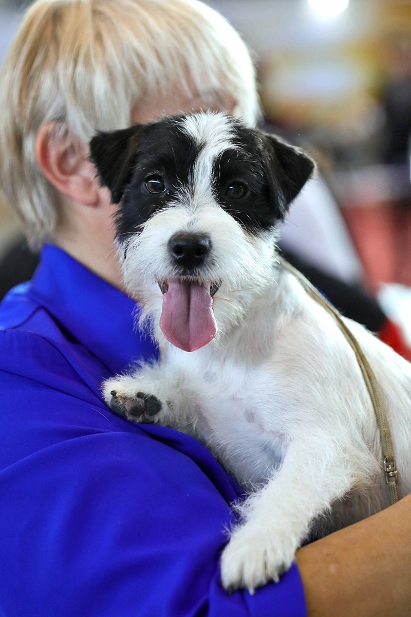 Port Fortis Polka Dot