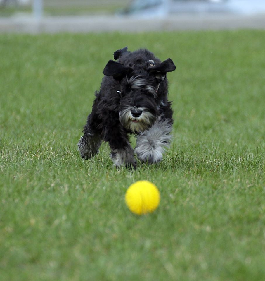 Майбах/Delinso Balance Argyris. Питомник цвергшнауцеров в Беларуси «Делинсо Бэлэнс»
