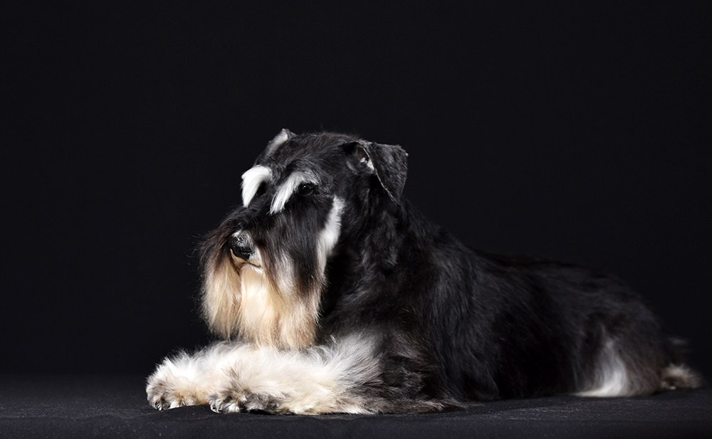 Майбах/Delinso Balance Argyris. Питомник цвергшнауцеров в Беларуси «Делинсо Бэлэнс»