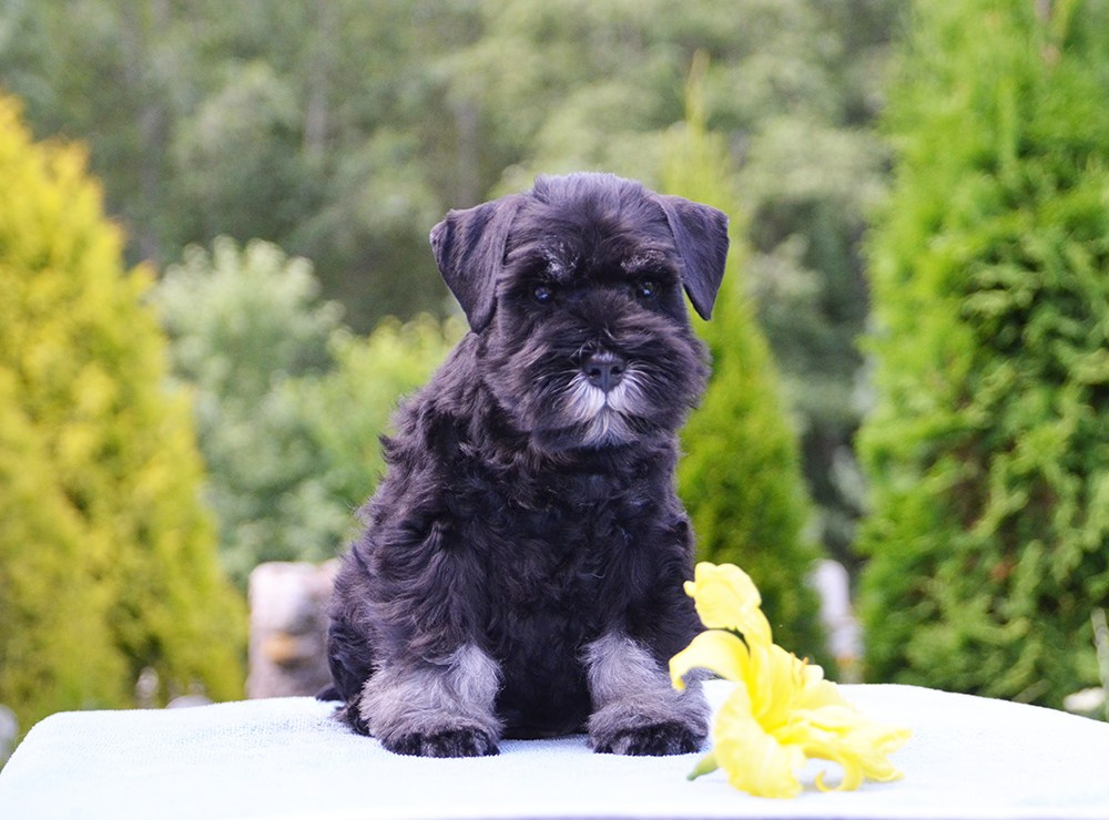 #цвергшнауцер #щенокцвергшнауцера #питомникцвергшнауцеров #делинсобэлэнс