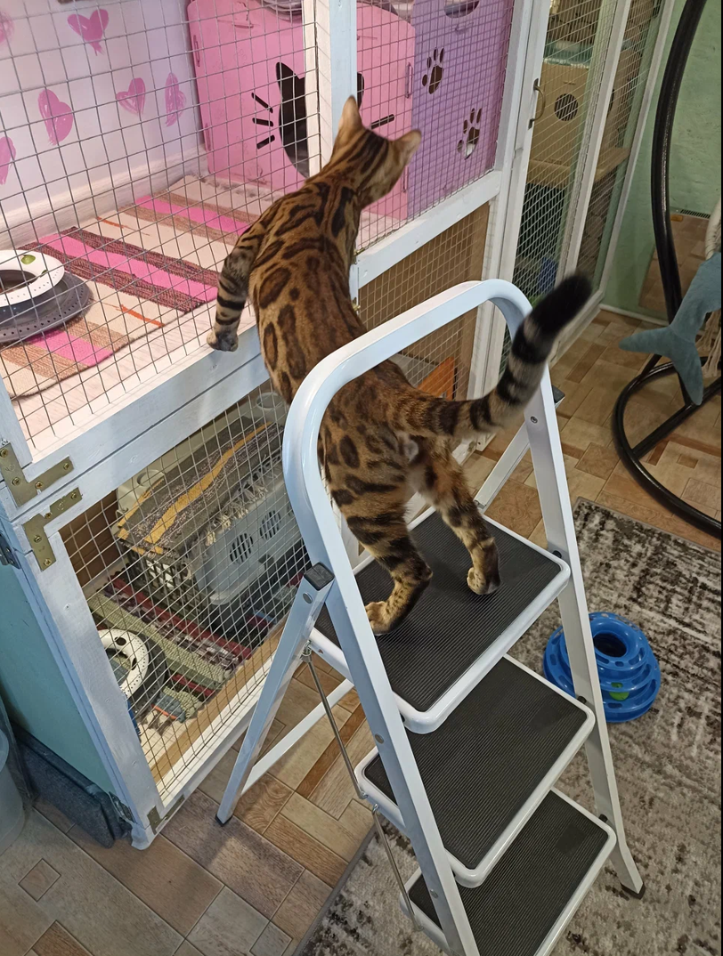 Оскар — энергичный бенгальский весельчак. Гостиница для кошек Усики и хвостики, Красноярск