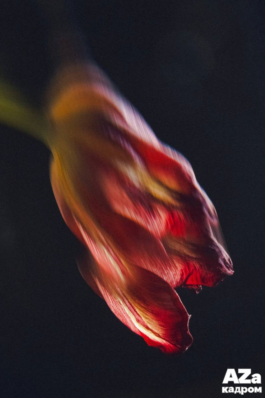 Дыхание весны. Фотоклуб AZакадром. Женский семейный фотограф Тула Москва Захарова Анна