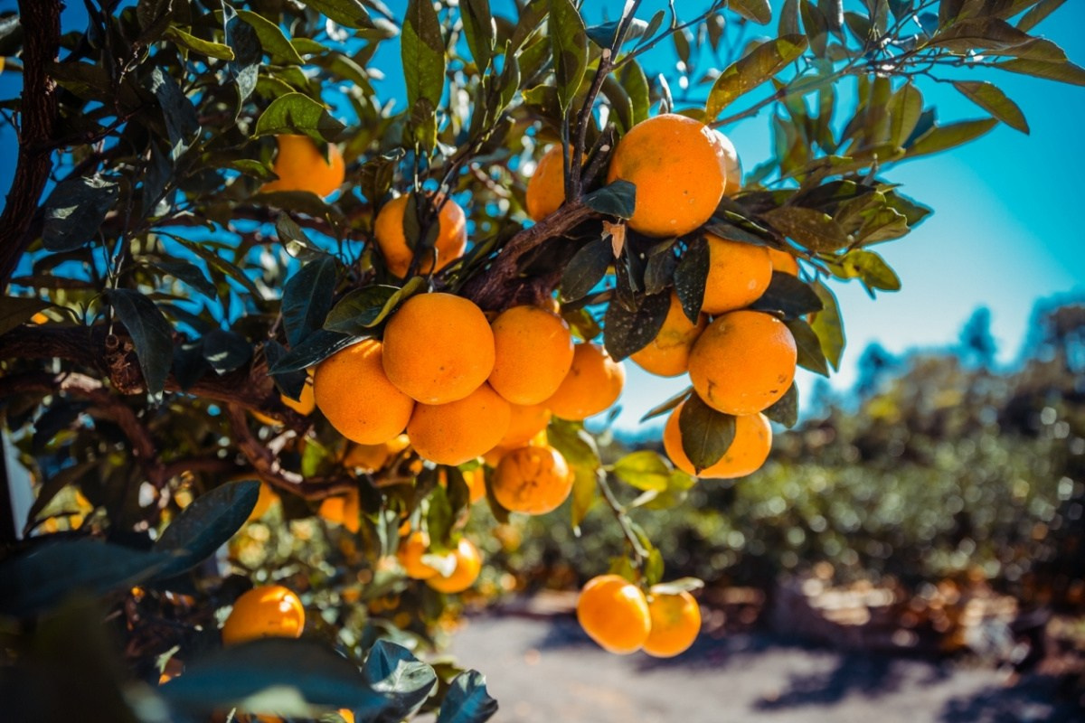 Обучающий фототур в Абхазию 20–25 февраля 2026. Детский и семейный фотограф Елена Михайлова в Москве