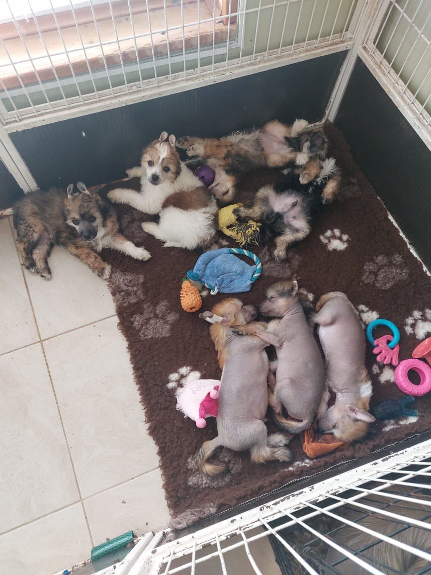 Ashantal Emmanuel Poale Ell. Chinese Crested Dog Kennel Poale Ell