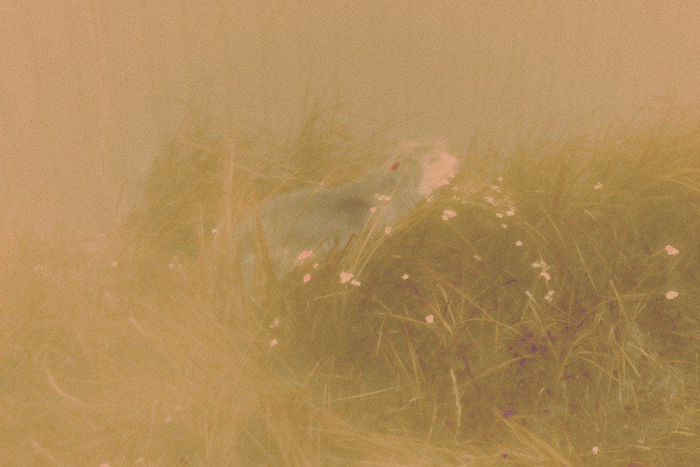 СНЫ О ДЕТСТВЕ. Визуальный артист Наташа Солнцева