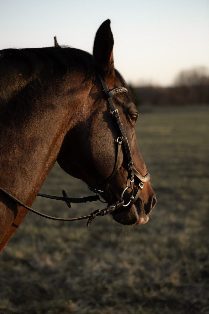 Лошади. Свадебный и портретный фотограф Москва