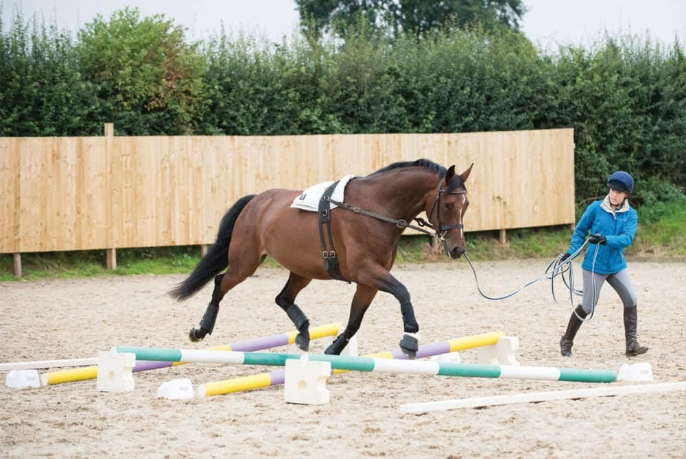 Founder. Liana Antanovich | Equestrian Strategies