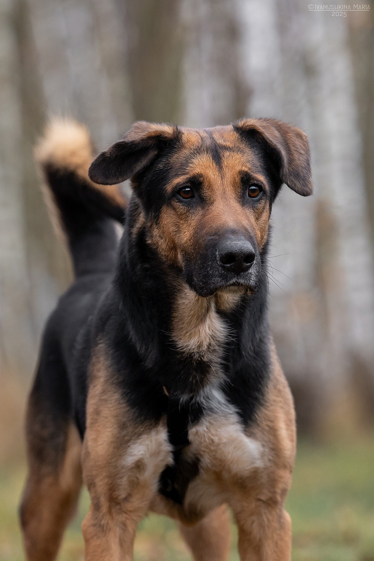 Пиарные фотосессии собак на пристройство. Фотограф собак в Москве и Московской области Иванушкина Мария