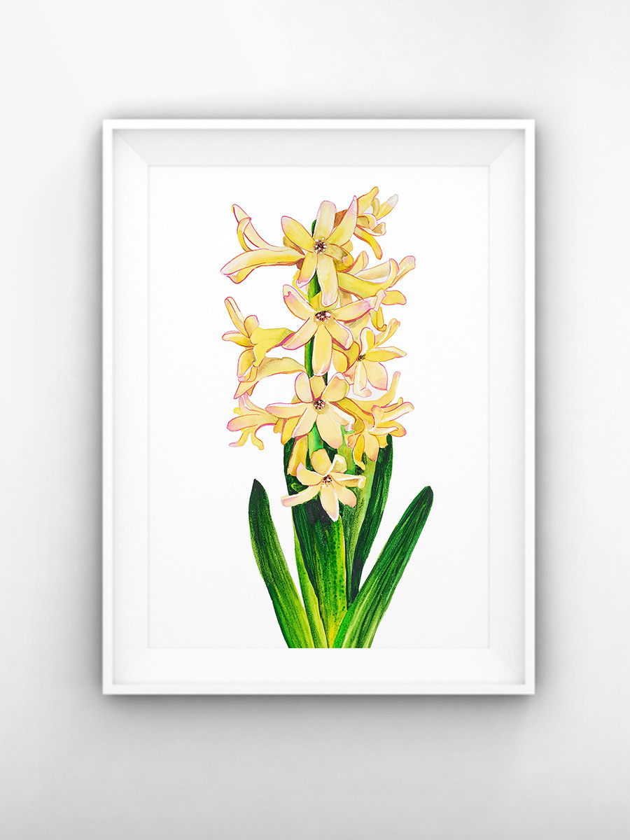 Жёлтый гиацинт. ФотоКисточка. Акварель. Арт-галерея картин Анастасии Дерий