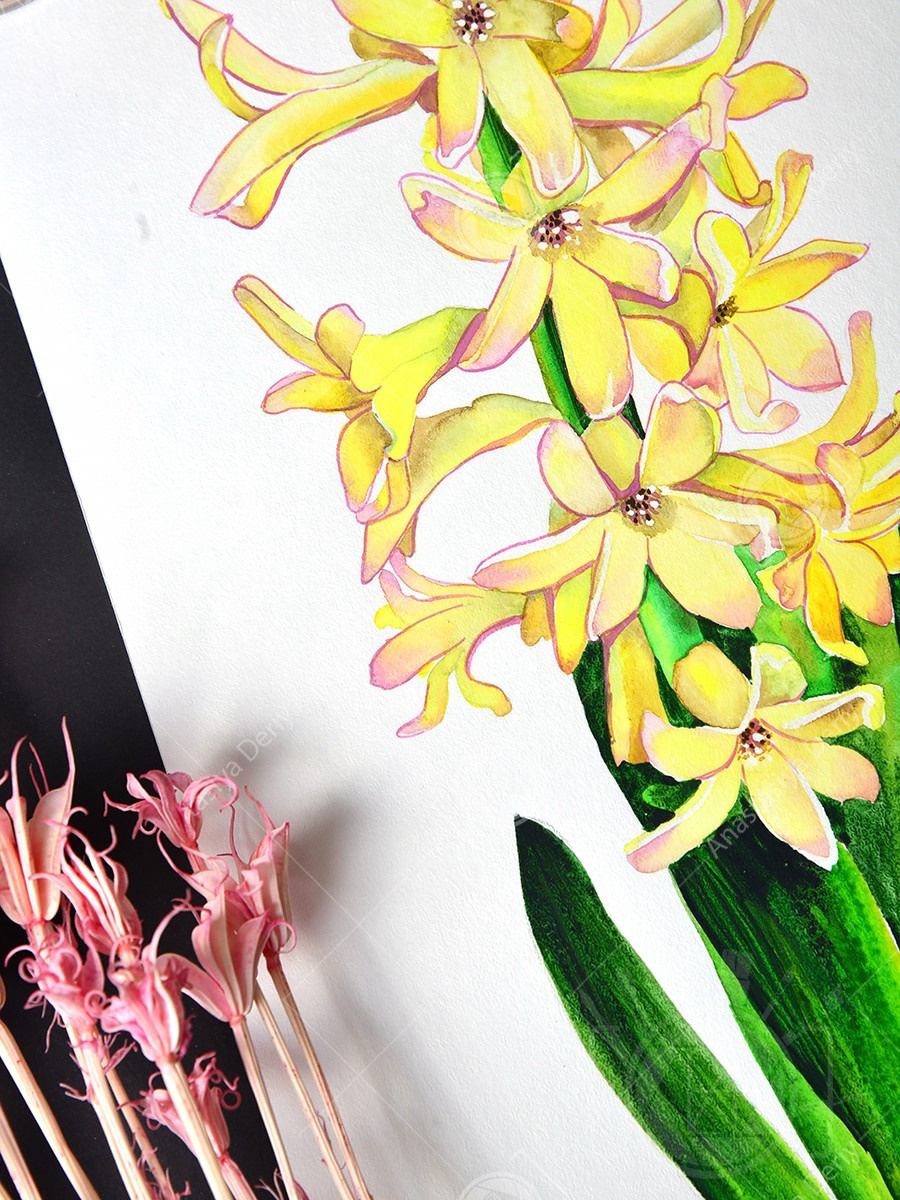 Жёлтый гиацинт. ФотоКисточка. Акварель. Арт-галерея картин Анастасии Дерий