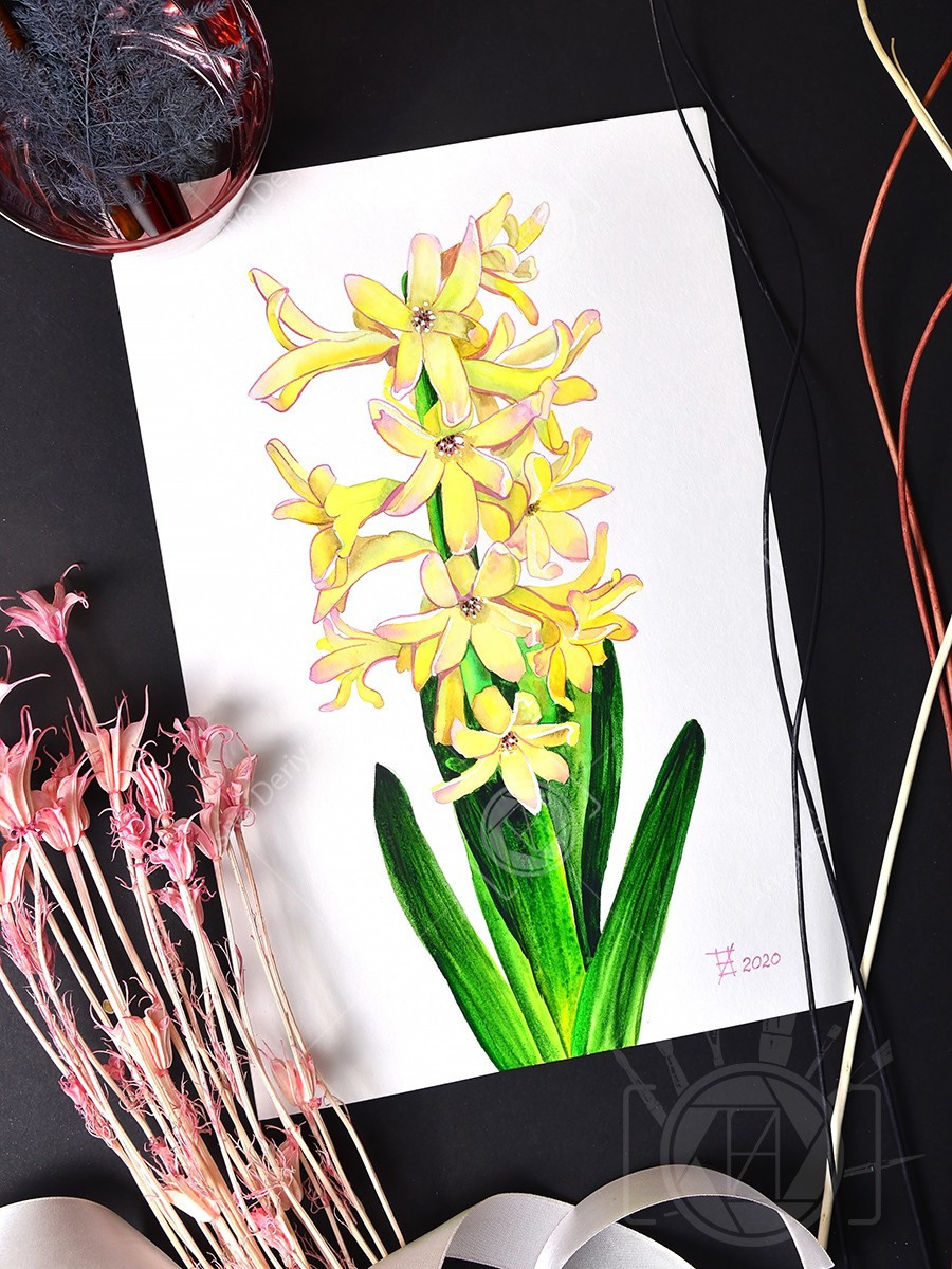 Жёлтый гиацинт. ФотоКисточка. Акварель. Арт-галерея картин Анастасии Дерий