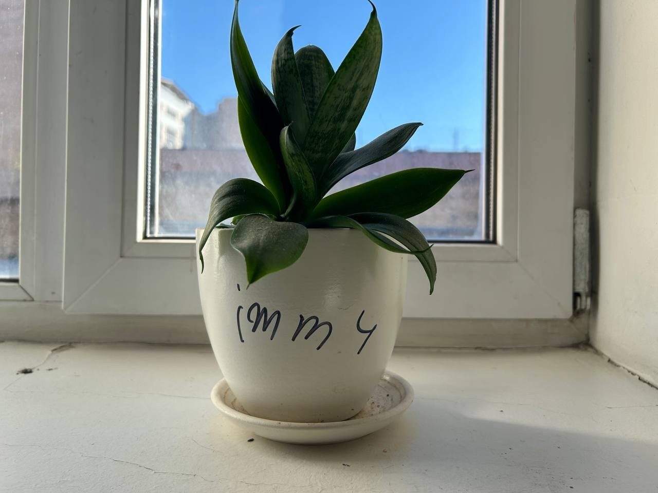 «Чуже Странцы». Лилия Ким. Междисциплинарный художник