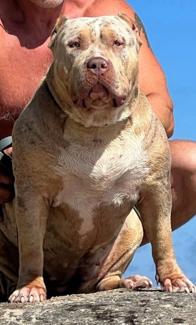 BBK’s Amber. Американские булли XL в г. Калининград. Питомник Great Bully UNIVERSE