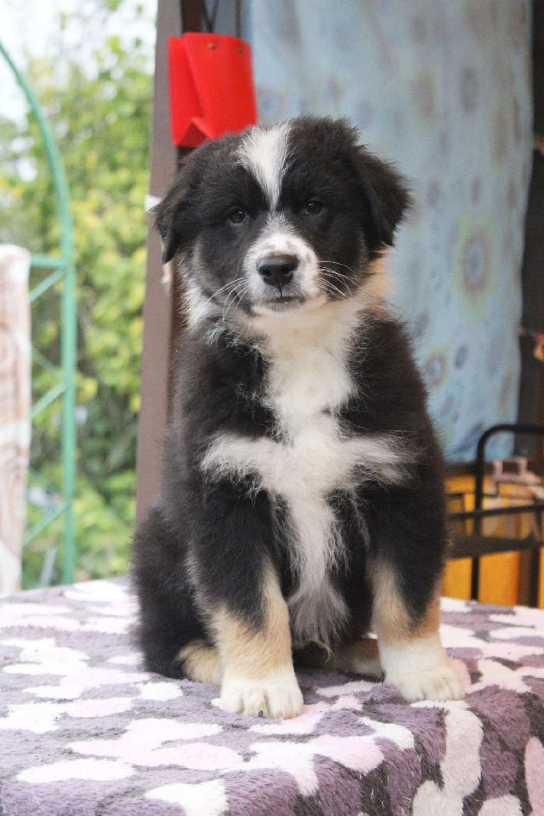 Новости в питомнике Westerly Wind. Питомник собак Westerly Wind Москва и МО