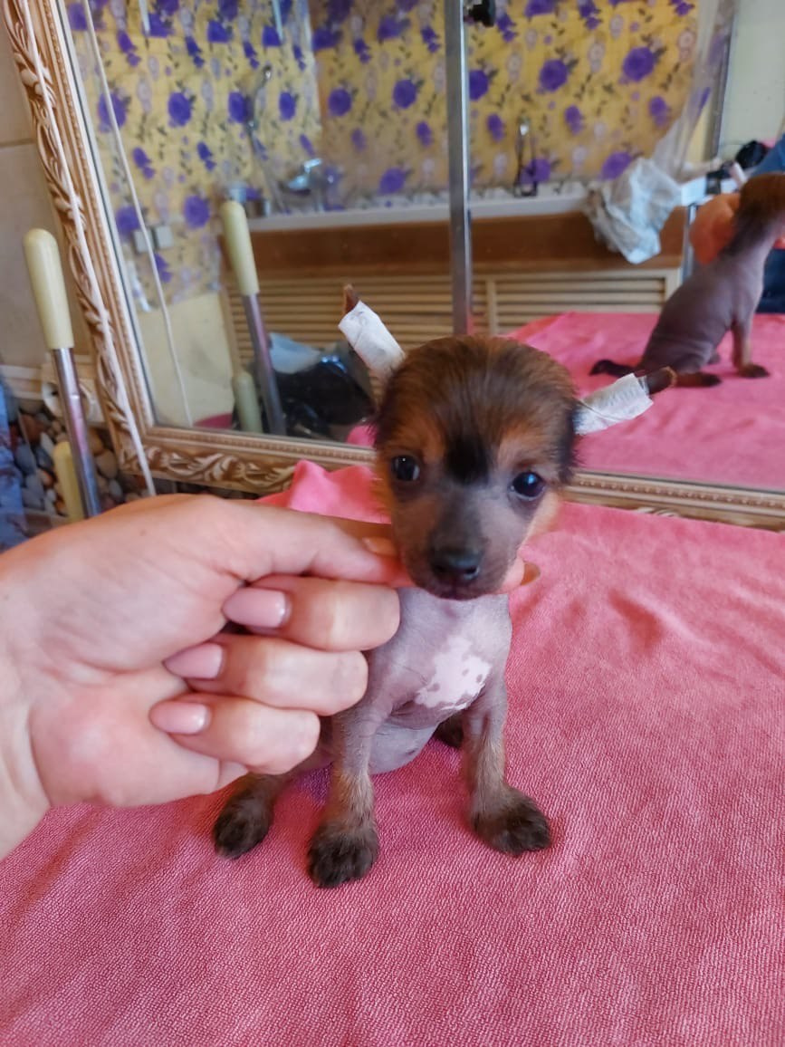 Ashantal Emmanuel Poale Ell. Chinese Crested Dog Kennel Poale Ell