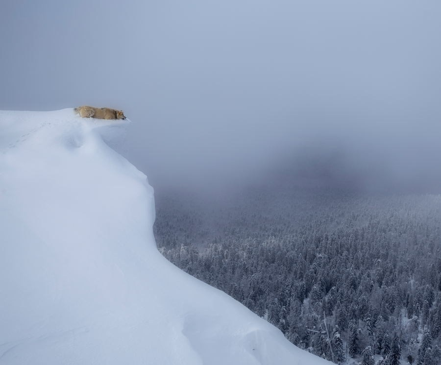 Чазов Александр Юрьевич. Галерея участников Российской Премии Искусств