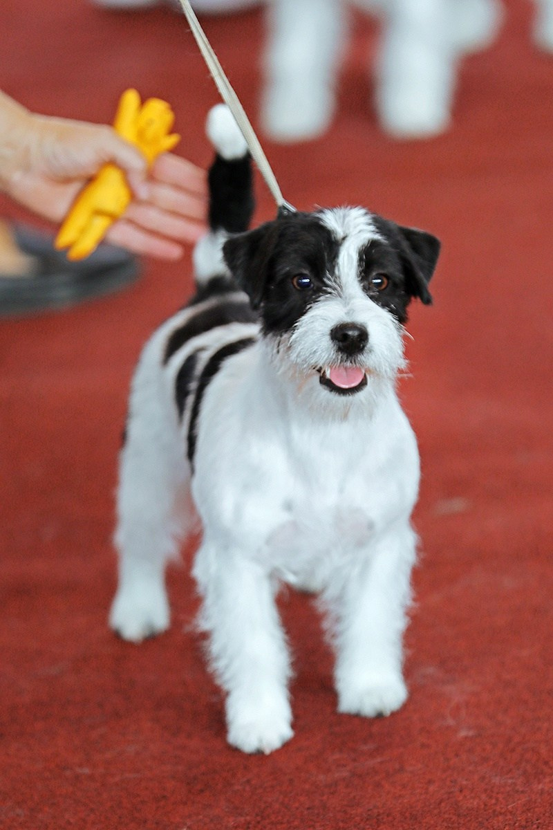 Port Fortis Polka Dot