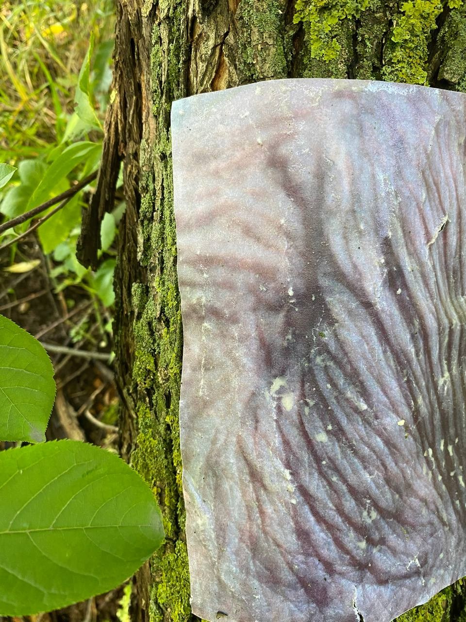 Красненькая биеннале. Санкт-Петербург. Лилия Ким. Междисциплинарный художник