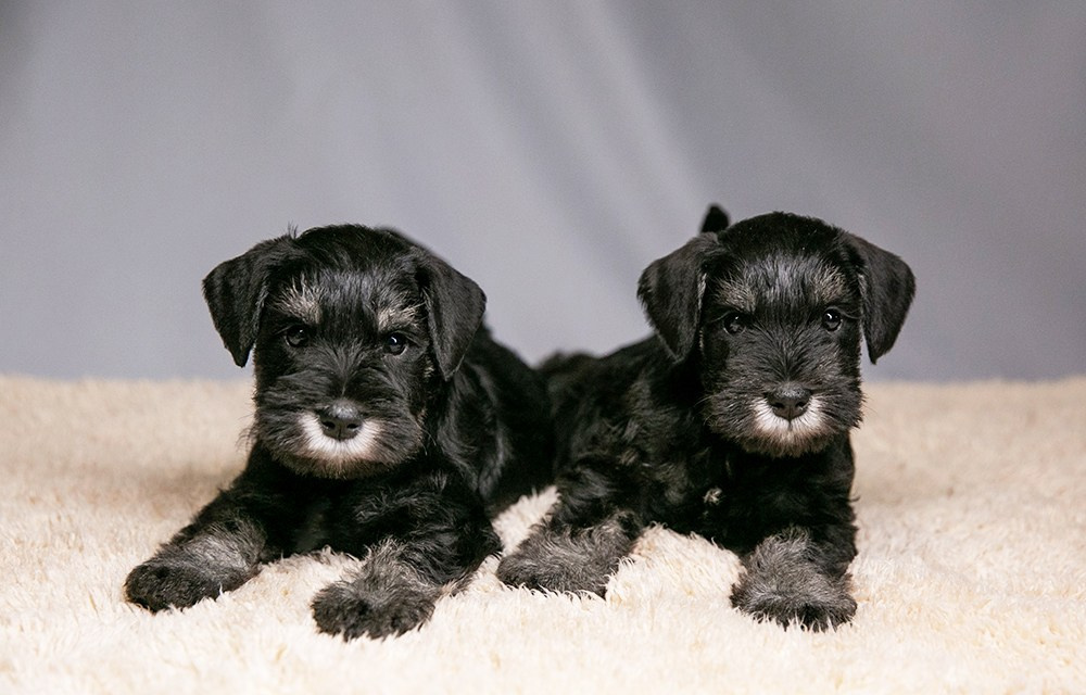 делинсо бэлэнс