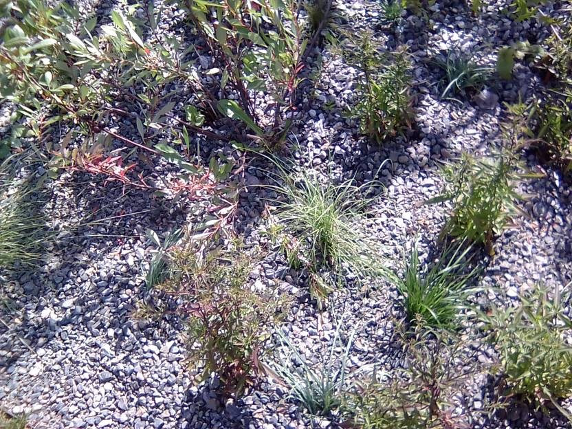 ВНИМАНИЕ! ФЕСТИВАЛЬ ЛАНДШАФТНОГО СТРОИТЕЛЬСТВА. 俄罗斯设计估算