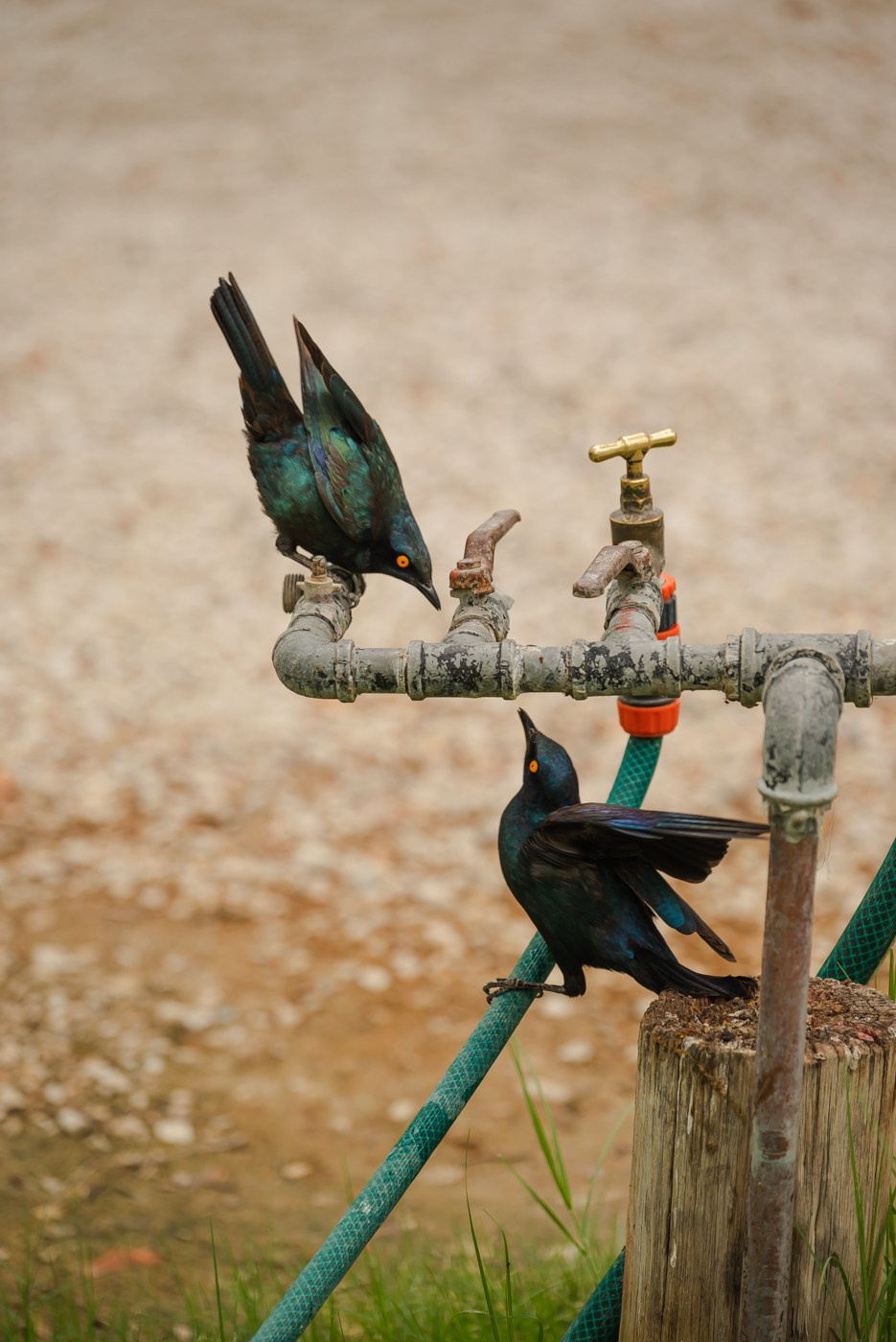 Выставки. Фотограф Дарья Сафонова Dashulkacss