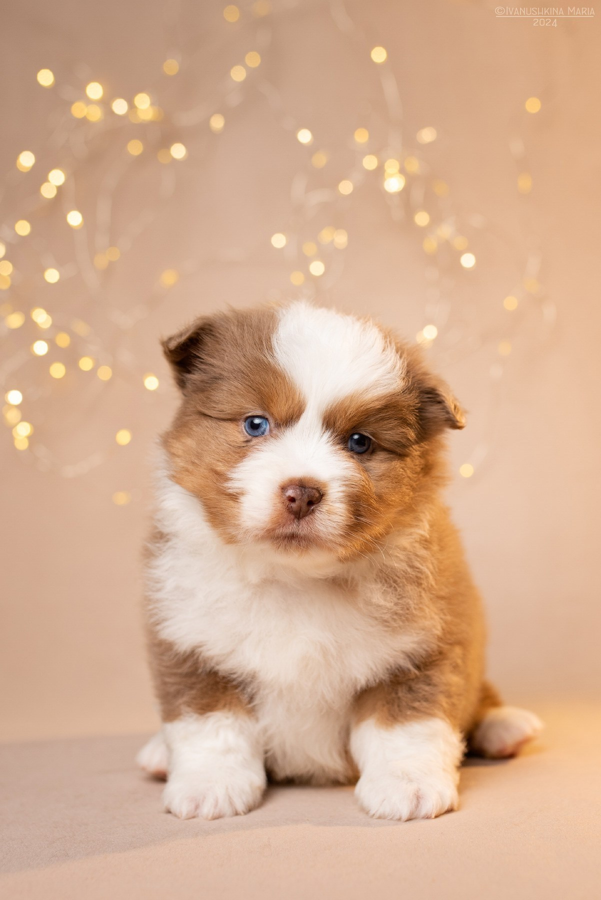 Фотосессия щенков на фонах. Фотограф собак в Москве и Московской области Иванушкина Мария