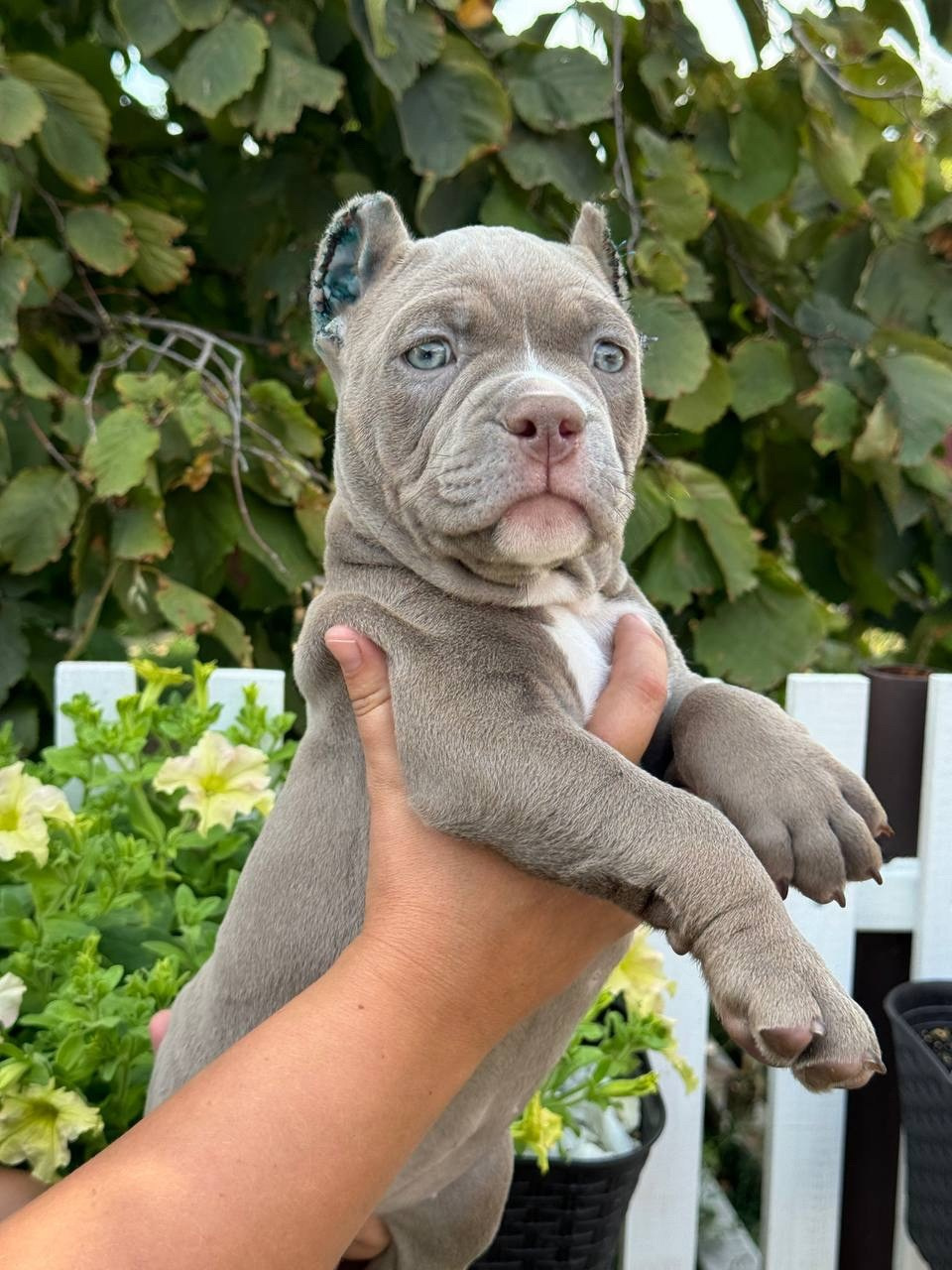 официальный питомник American Bully в Воронеже
