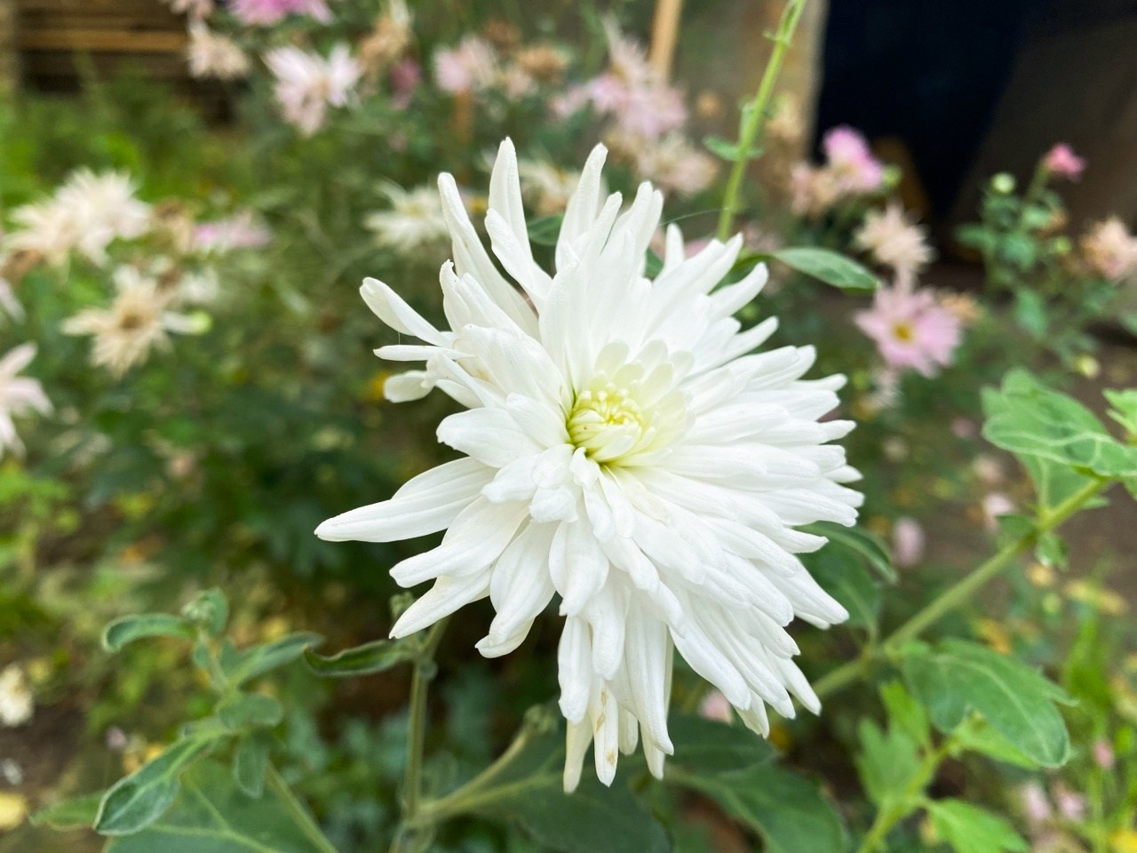 Новости. Дом Шрёдера