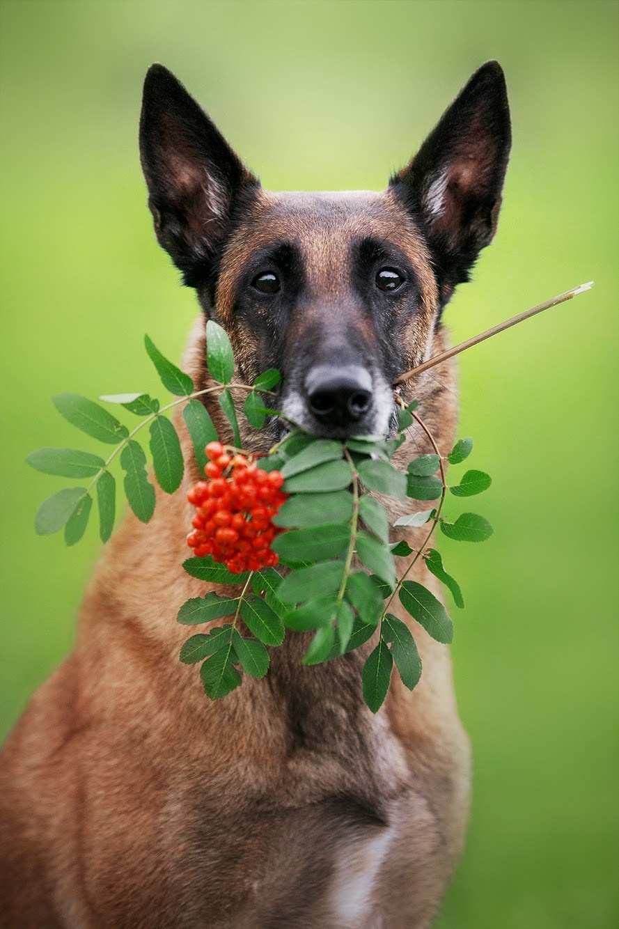 Фотограф-анималист Mary Mart — Москва, Питер