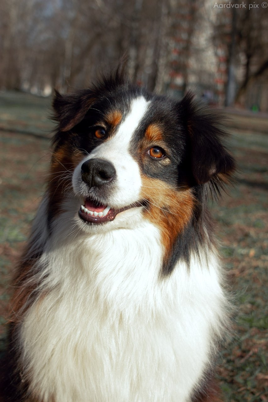 Нами. BLGKV питомник собак