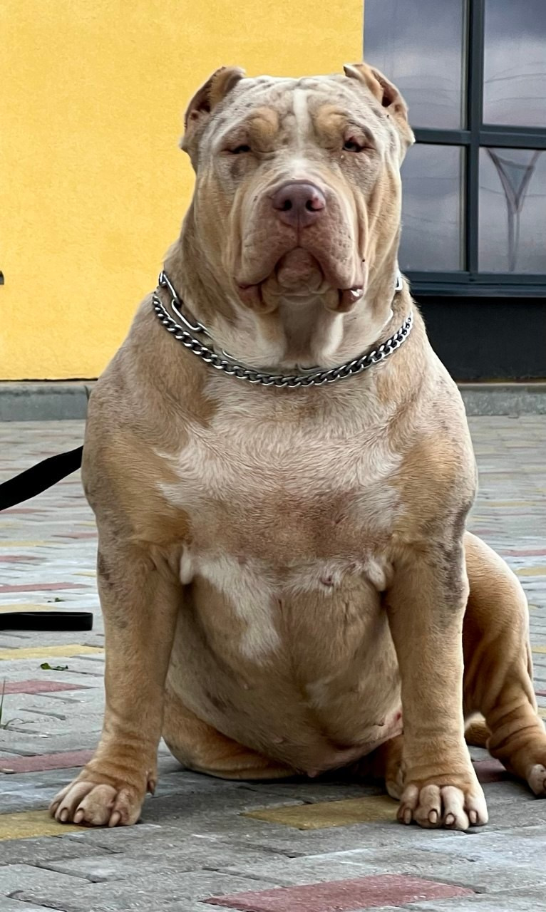 BBK’s Amber. Американские булли XL в г. Калининград. Питомник Great Bully UNIVERSE