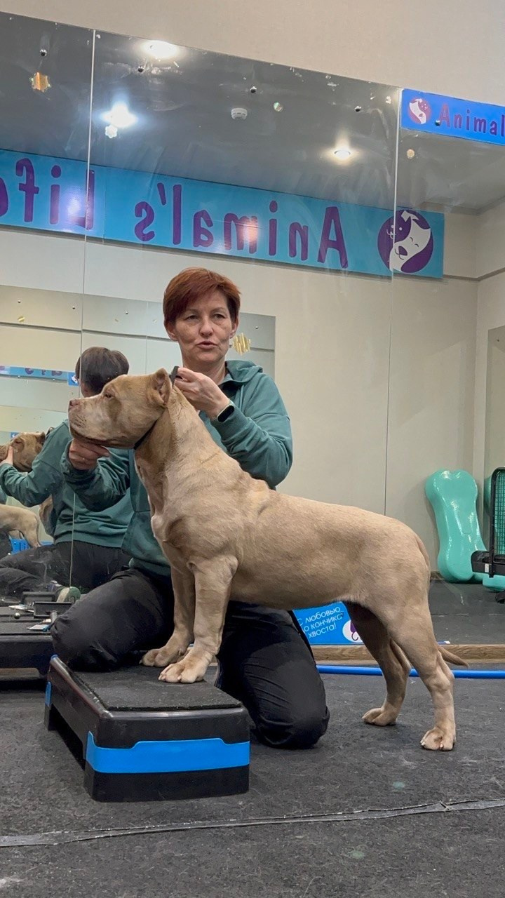 Все свободные щенки. Американские булли XL в г. Калининград. Питомник Great Bully UNIVERSE