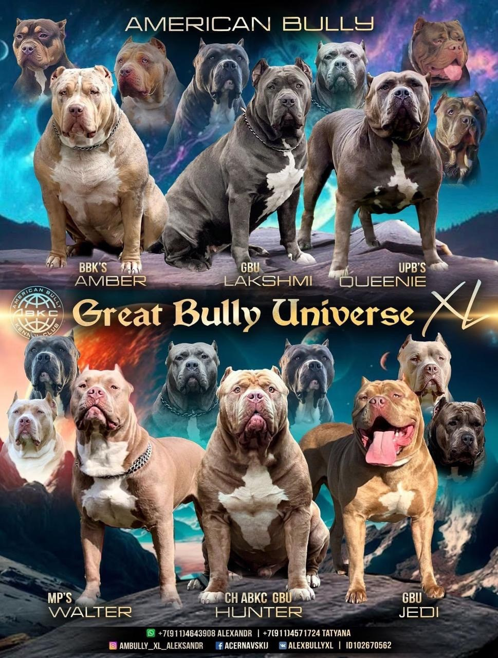 Американские булли XL в г. Калининград. Питомник Great Bully UNIVERSE