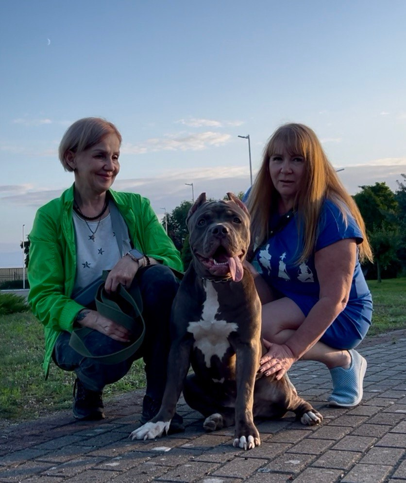 GBU Xanamoon. Американские булли XL в г. Калининград. Питомник Great Bully UNIVERSE