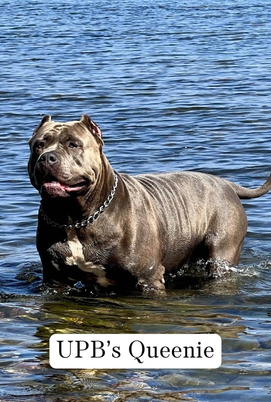 Квини. Американские булли XL в г. Калининград. Питомник Great Bully UNIVERSE