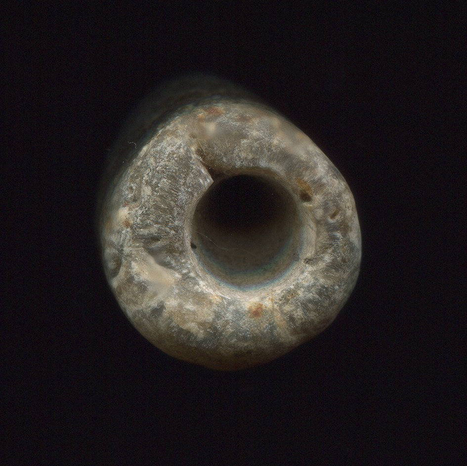 Pulherrima Rosa. Плёночный фотограф Юлия Андрейченко в Москве