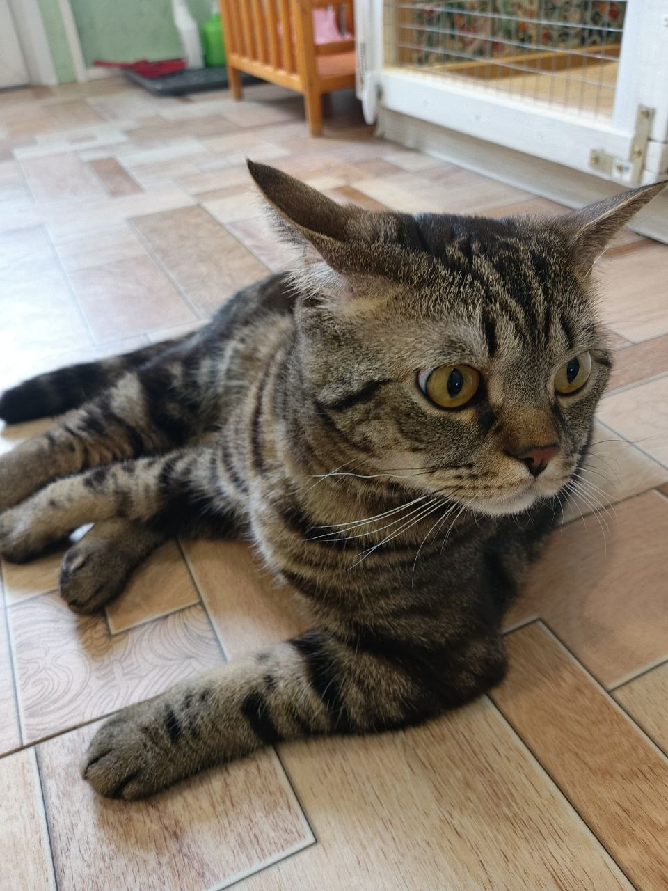 Джейсон — озорной и нежный малыш со своим особым характером. Гостиница для кошек Усики и хвостики, Красноярск