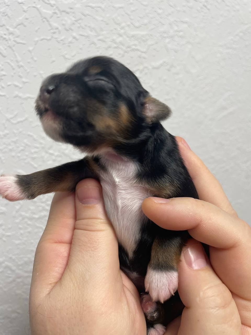 Poale Ell Grace неделя