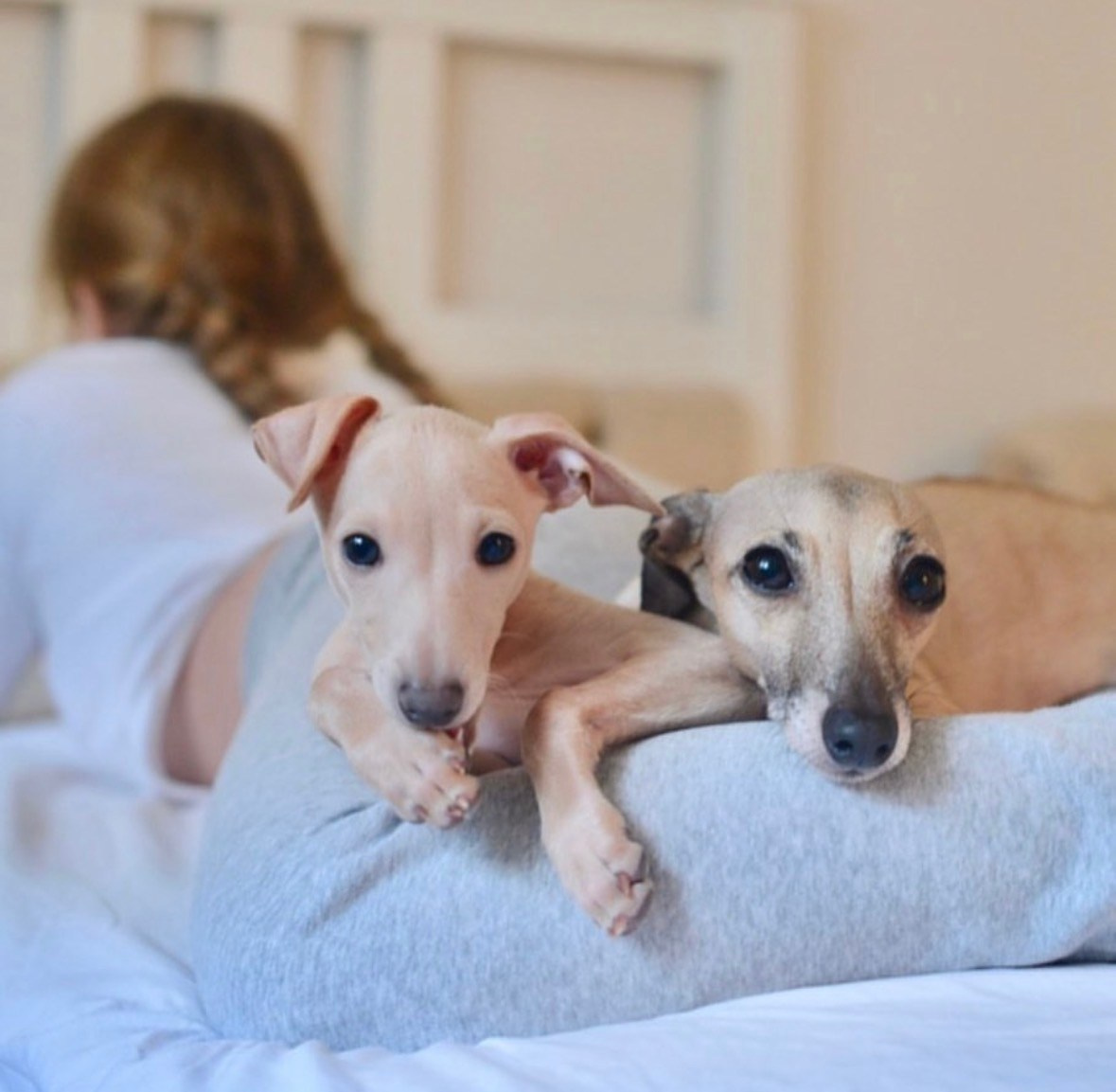 Левретка и ребенок: нежная дружба. Профессиональный питомник левреток РКФ/FCI ASTI SAPPHIRE 💎 Сочи|Санкт-Петербург