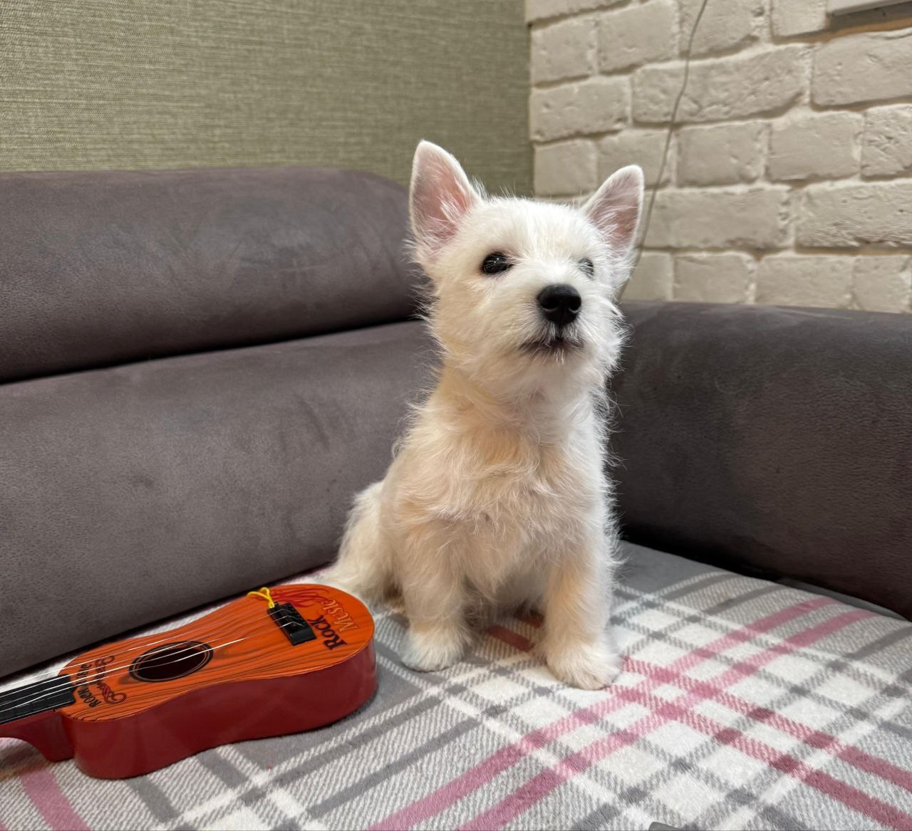 Щенки 250 725. Питомник собак породы вест хайленд вайт терьер в Москве