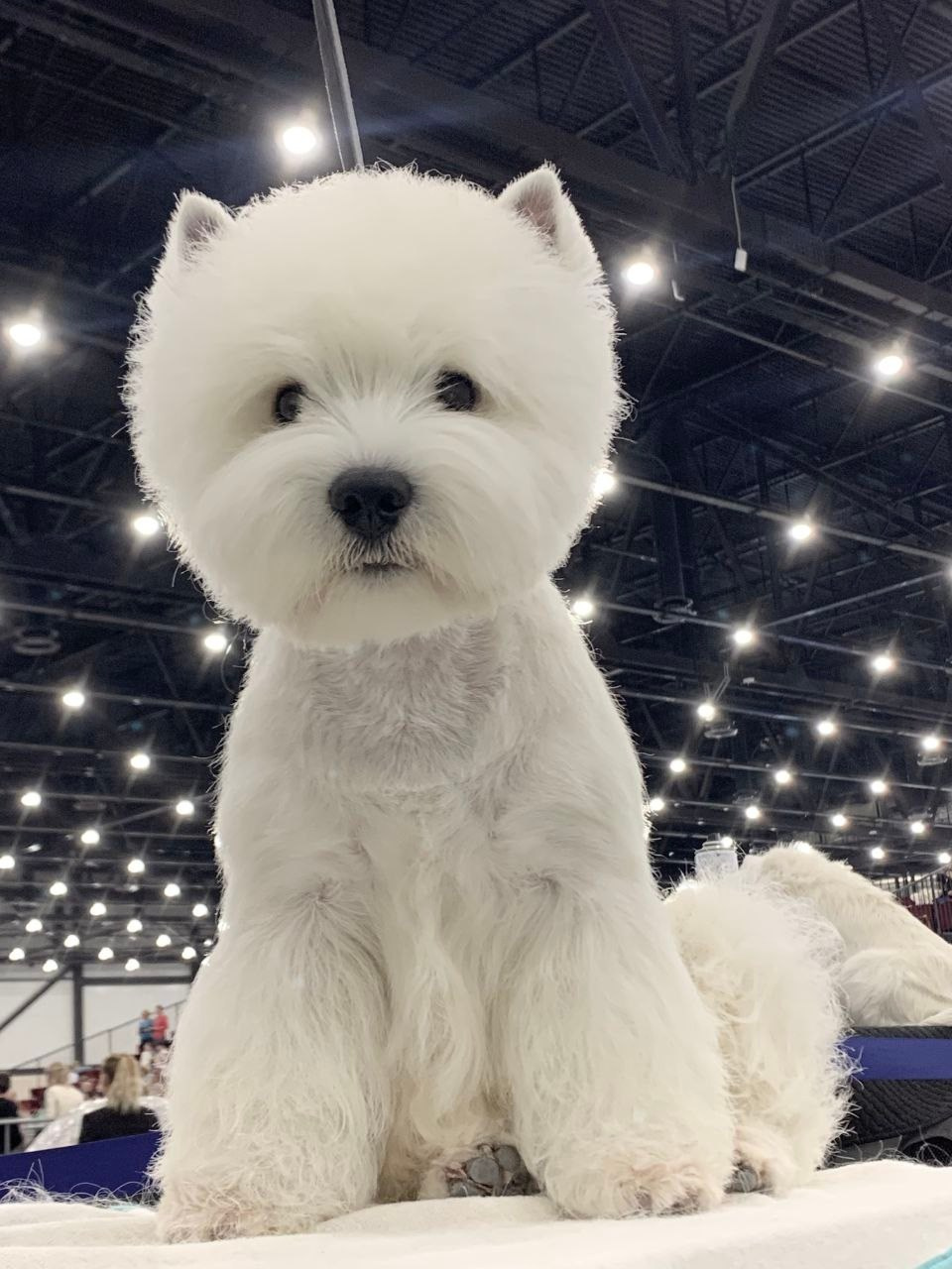 Щенки 14.01.2025. Питомник собак породы вест хайленд вайт терьер в Москве