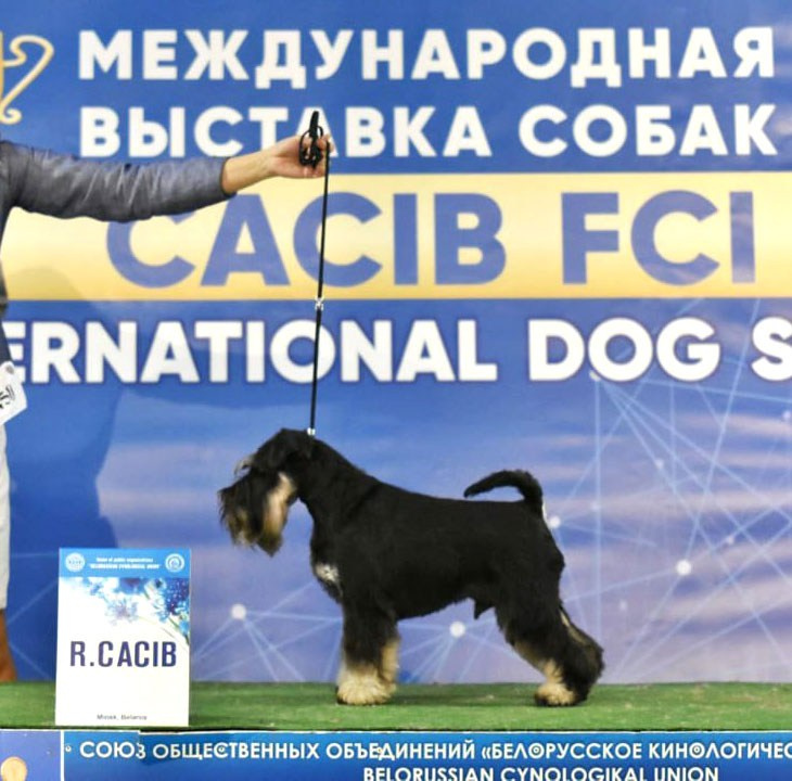 Гелик/ Delinso Balance Enamorado De-Ti. Питомник цвергшнауцеров в Беларуси «Делинсо Бэлэнс»