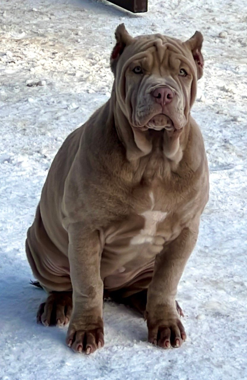 Все свободные щенки. Американские булли XL в г. Калининград. Питомник Great Bully UNIVERSE