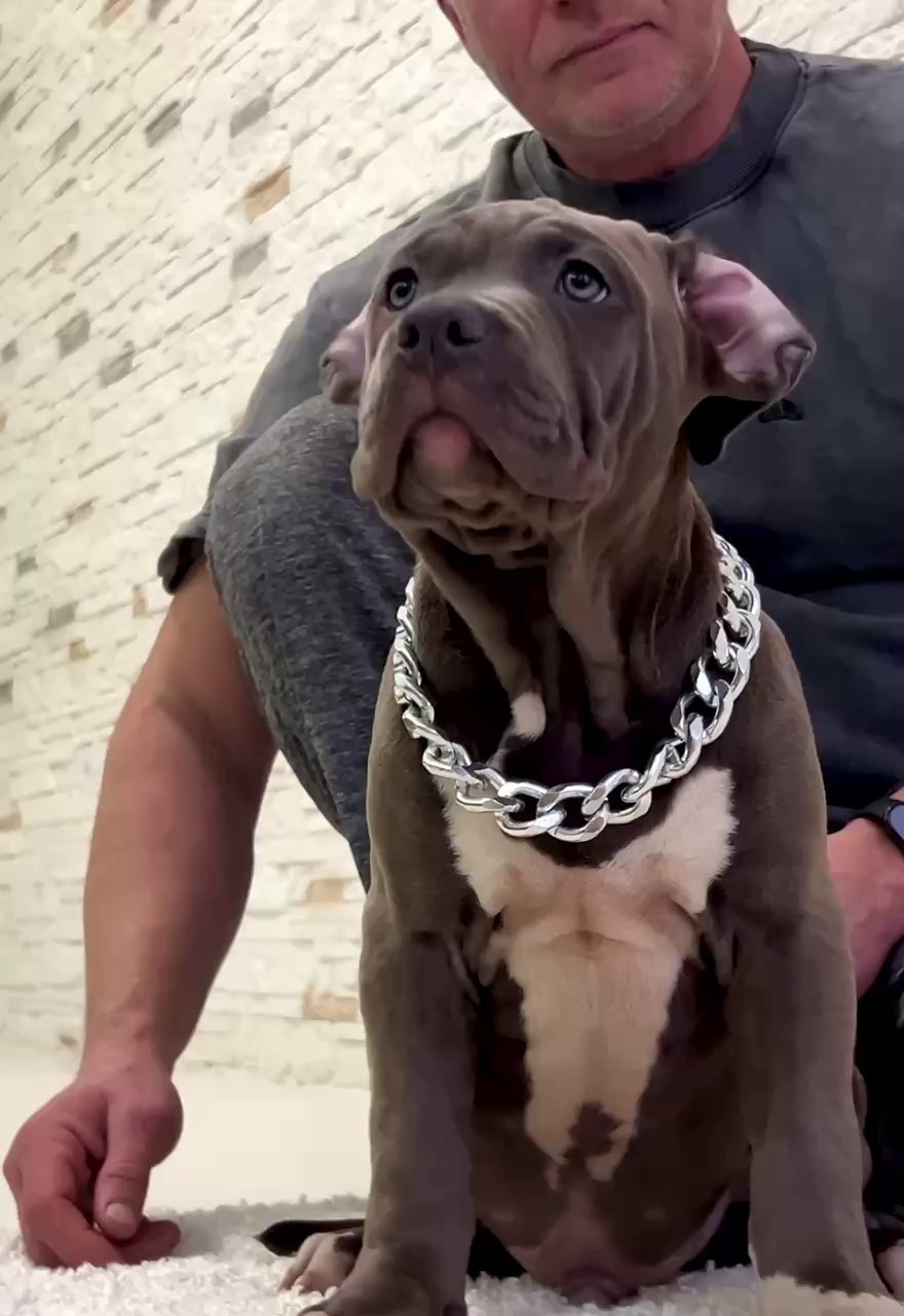 Все свободные щенки. Американские булли XL в г. Калининград. Питомник Great Bully UNIVERSE