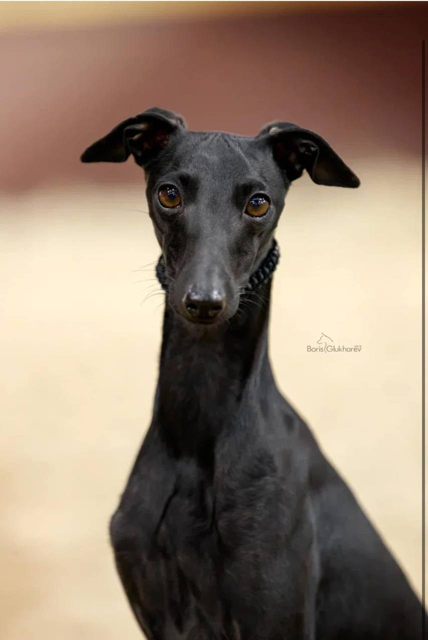 Итоги февраля. Профессиональный питомник левреток РКФ/FCI ASTI SAPPHIRE 💎 Сочи|Санкт-Петербург