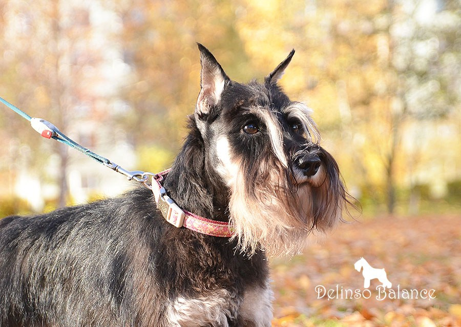 Питомник Делинсо Бэлэнс, щенки цвергшнауцера, купить щенка цвергшнауцера, питомник цвергшнауцеров, кобель цвергшнауцера для вязки, щенок цвергшнауцера, питомник цвергшнауцеров, черный с серебром, цверг, лучший питомник в беларуси, питомник цвергшнауцеров минск