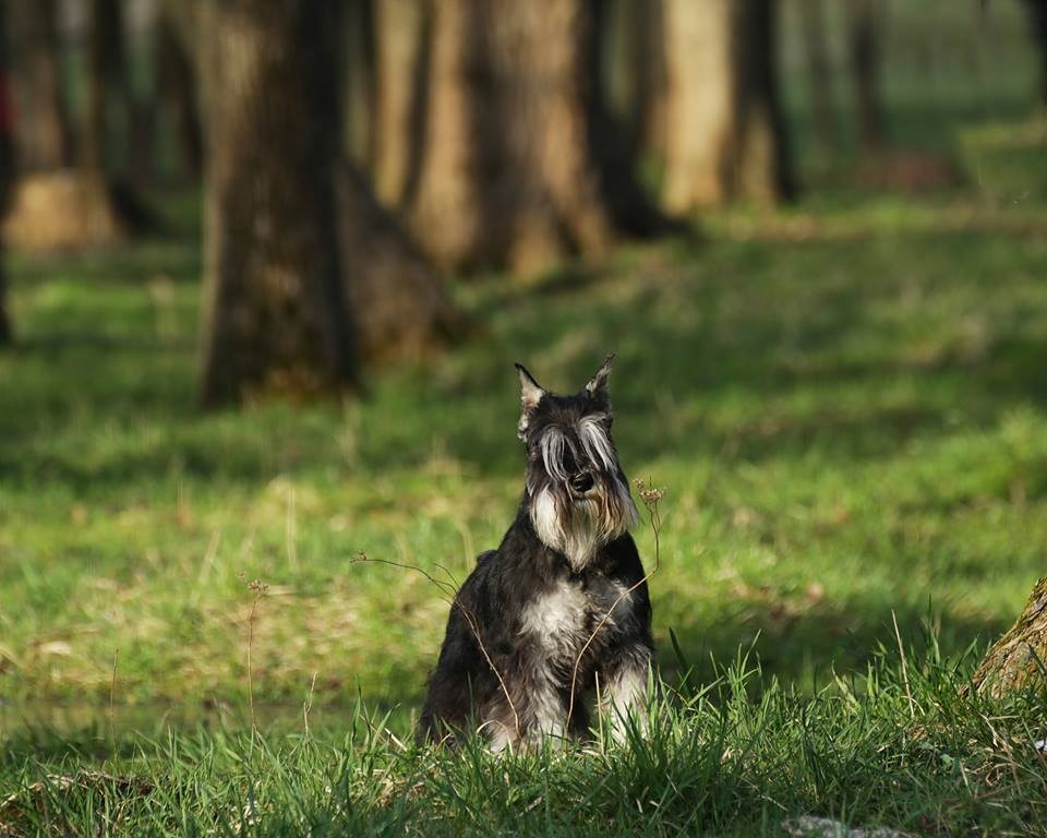 Питомник Делинсо Бэлэнс, щенки цвергшнауцера, купить щенка цвергшнауцера, питомник цвергшнауцеров, кобель цвергшнауцера для вязки, щенок цвергшнауцера, питомник цвергшнауцеров, черный с серебром, цверг, лучший питомник в беларуси, питомник цвергшнауцеров минск