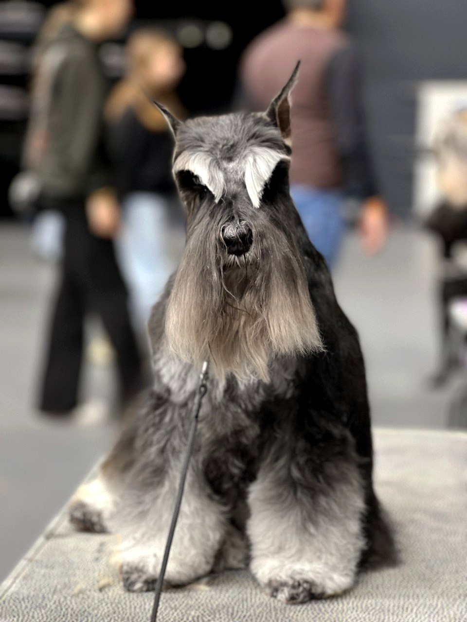 Питомник Делинсо Бэлэнс, щенки цвергшнауцера, купить щенка цвергшнауцера, питомник цвергшнауцеров, кобель цвергшнауцера для вязки, щенок цвергшнауцера, питомник цвергшнауцеров, черный с серебром, цверг, лучший питомник в беларуси, питомник цвергшнауцеров минск