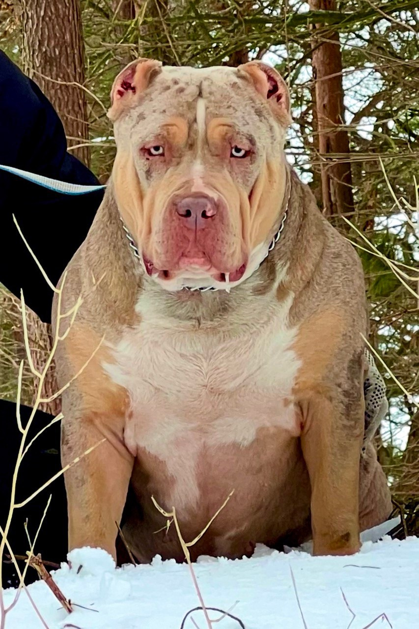 BBK’s Amber. Американские булли XL в г. Калининград. Питомник Great Bully UNIVERSE